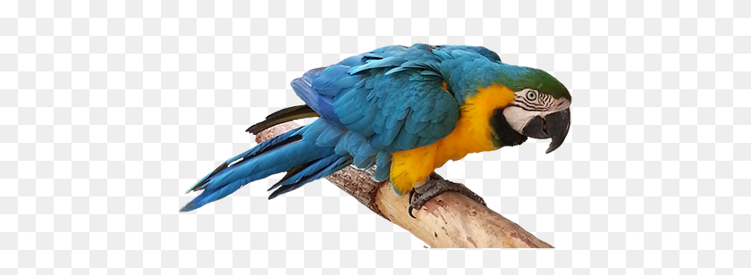 472x248 Bird Clip Art - Parrot Clipart