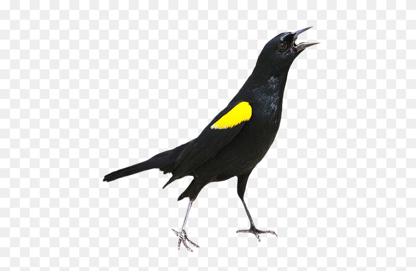 472x488 Clipart De Aves - Imágenes Prediseñadas De Pájaro Negro