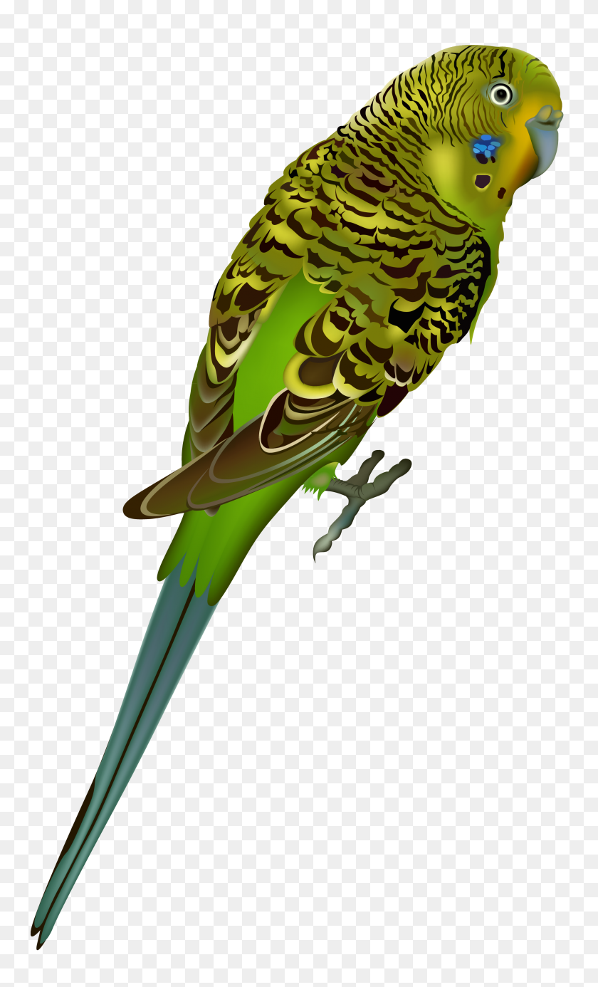 2216x3769 Bird Clipart Budgie - Bird Clipart Transparent Background