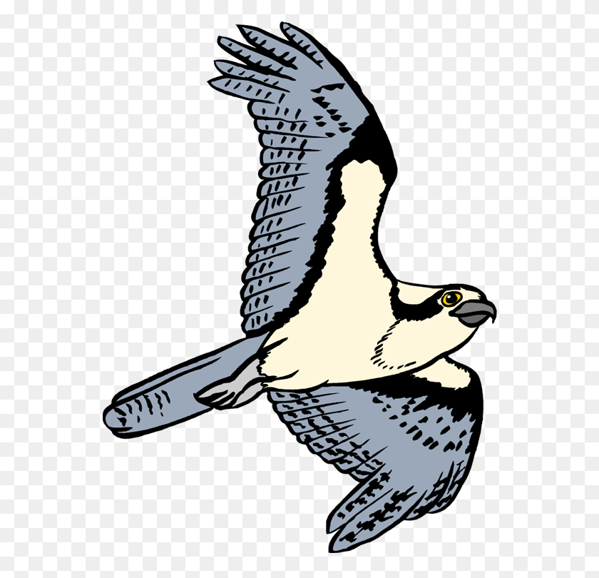 554x750 Bird Clipart Osprey - Perch Clipart