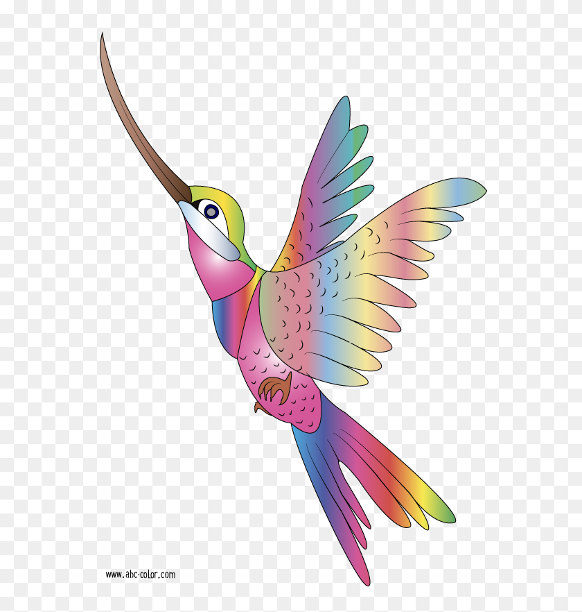 567x822 Bird Clipart Raster Coloring Colibri - Hummingbird Clipart