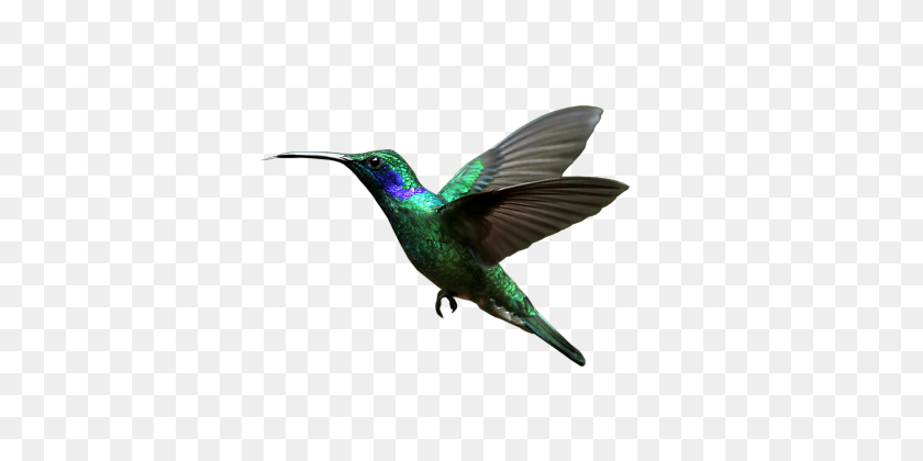 404x360 Bird Download Hummingbird - Hummingbird PNG