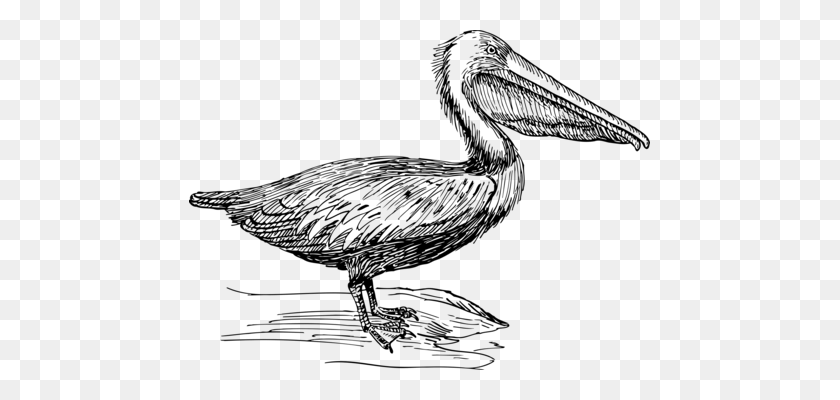461x340 Pájaro Dibujo De Dibujos Animados De Pelícano Marrón Posdata Encapsulada Gratis - Pelican Clipart En Blanco Y Negro