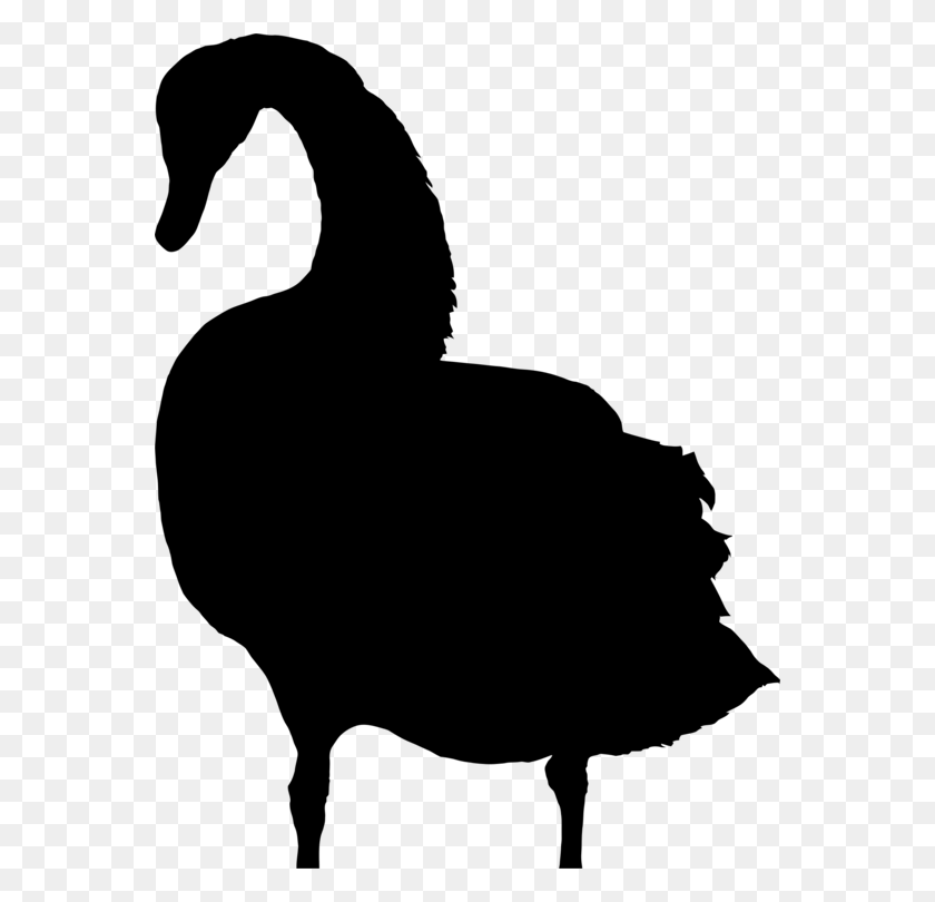 562x750 Bird Drawing Silhouette Black Swan Computer Icons - Swan Clipart