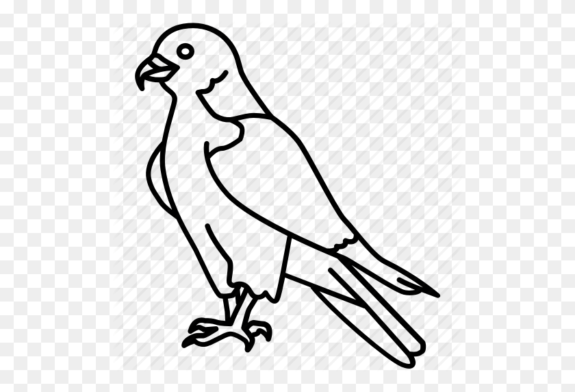 512x512 Bird, Duck, Eagle, Hawk, Peregrine Falcon, Prey Icon - Peregrine Falcon Clipart