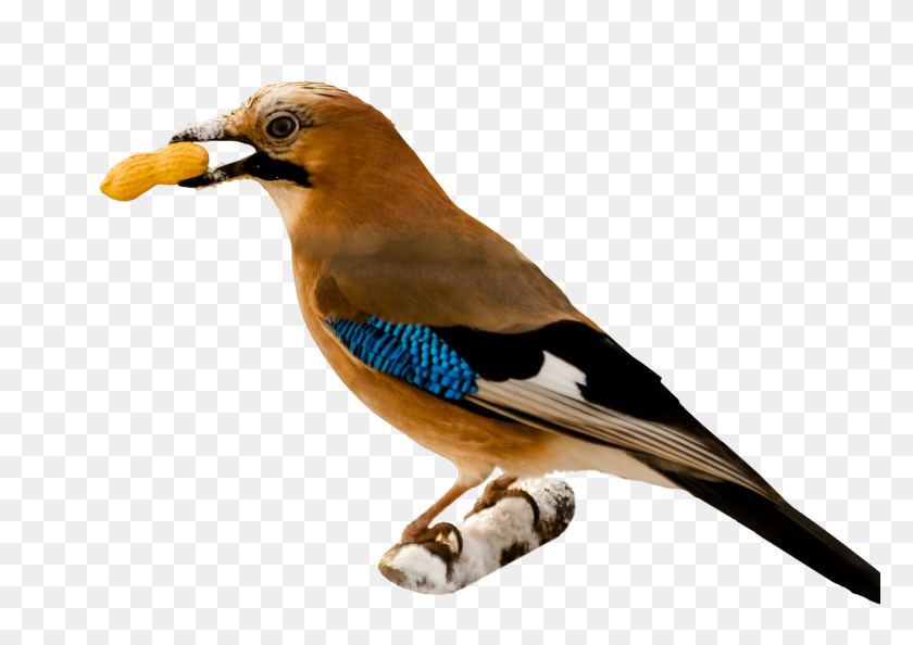 1280x877 Bird Eating Peanut Transparent Png - Peanut PNG