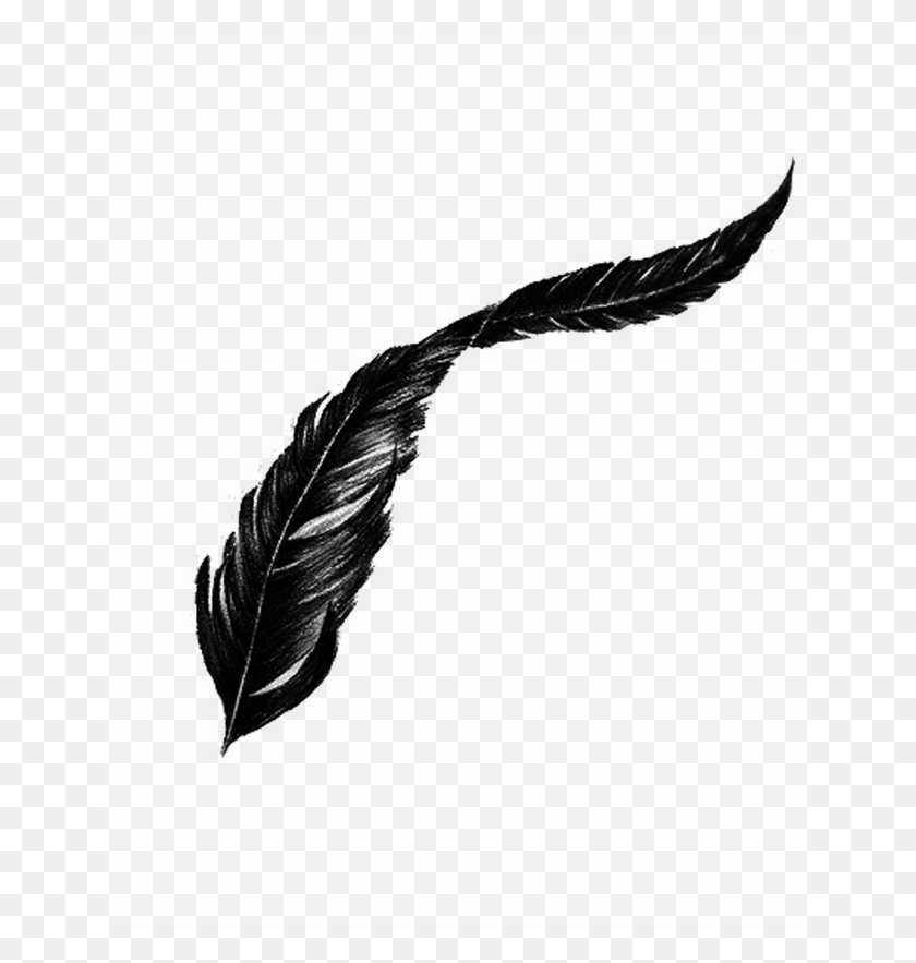 650x823 Bird Feather Png Transparent Image Png Arts - White Feather PNG