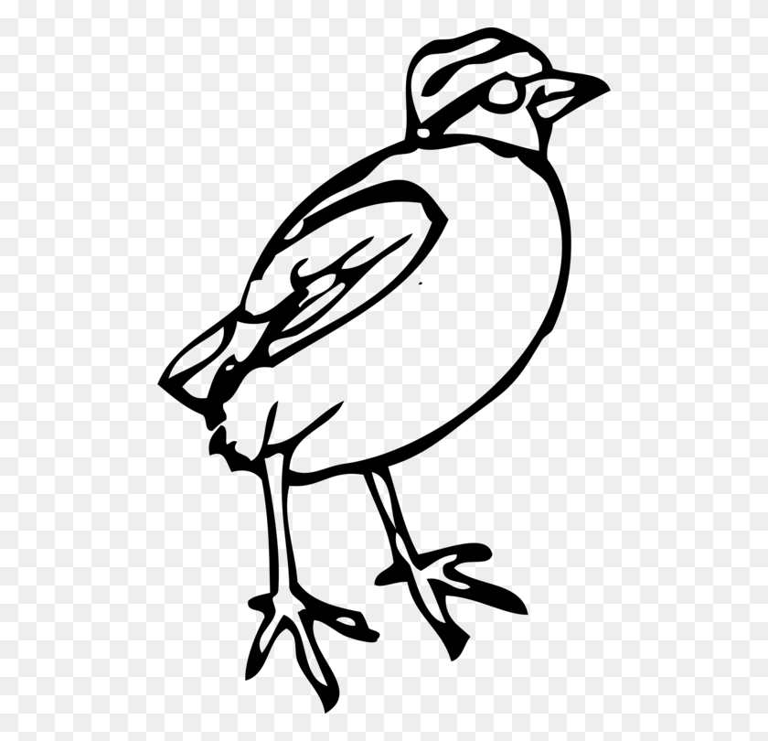 496x750 Bird Feet And Legs Drawing Download Line Art - Foot Clipart Black And White