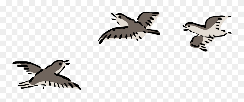 2000x750 Птичий Полет Птичий Полет Самолет Columbidae - Bird In Flight Клипарт