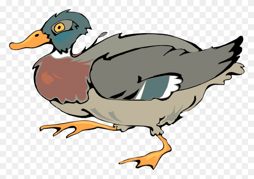 800x547 Bird Free Vector - Mallard Duck Clipart