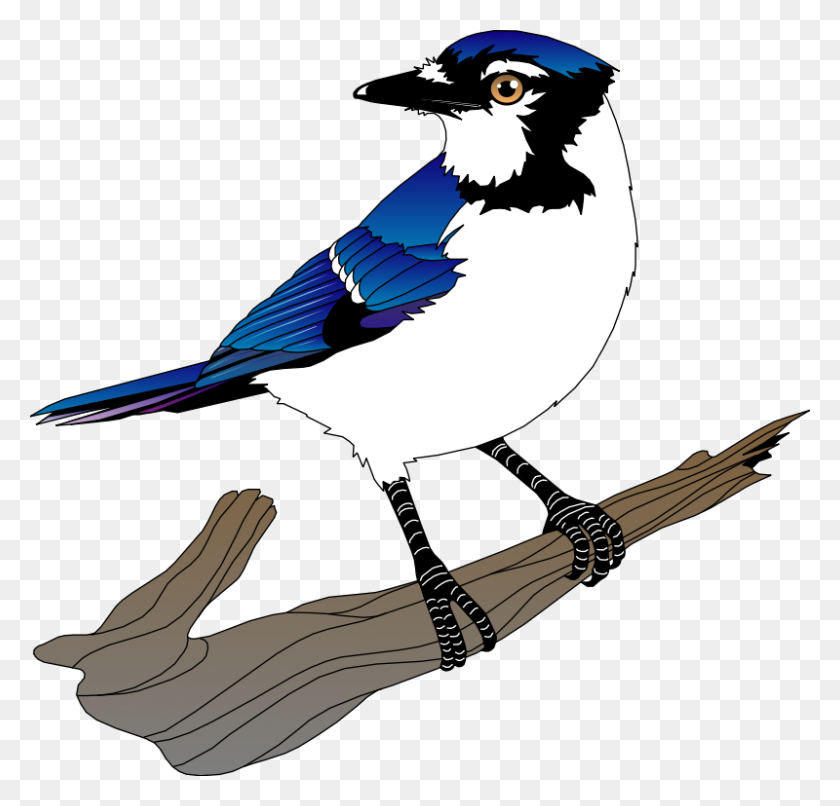 800x766 Bird Free Vector - Watercolor Bird Clipart