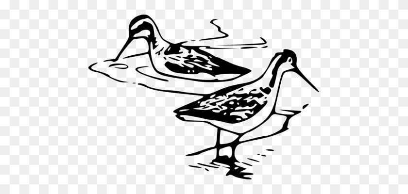 475x340 Pájaro Del Gran Valle Del Museo De Dibujo De La Biología De Los Patos, Gansos Y Cisnes - Valle De Imágenes Prediseñadas En Blanco Y Negro