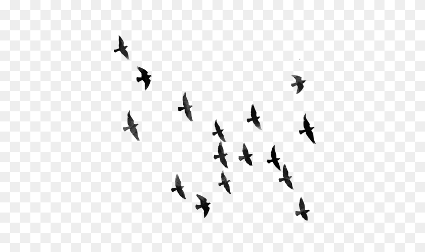1600x900 Bird Hd Png Transparent Bird Hd Images - Birds Flying PNG