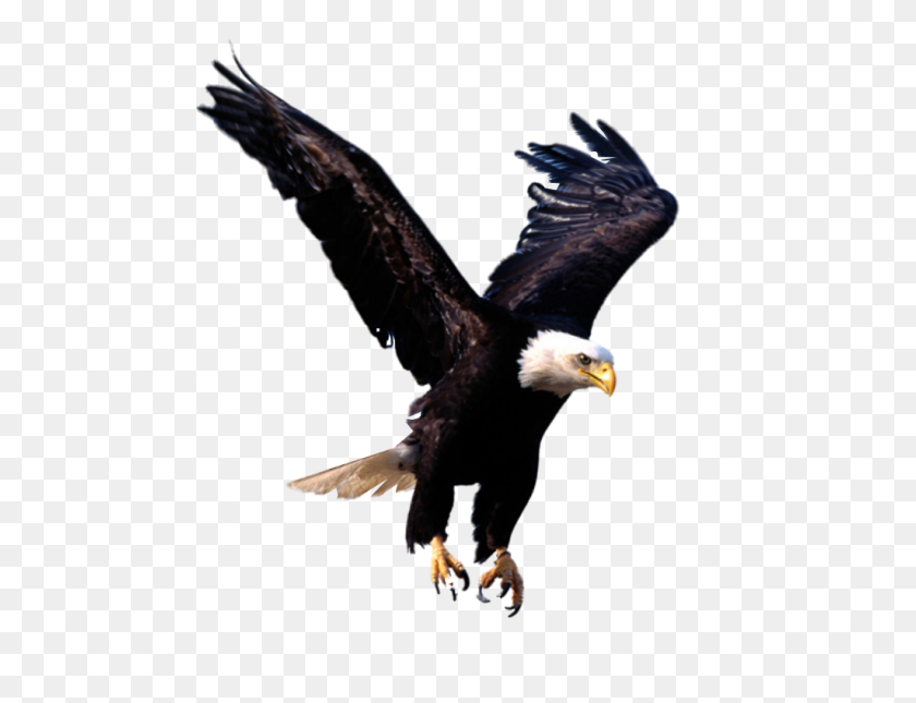 1024x768 Bird Hd Png Transparent Bird Hd Images - Eagle Silhouette PNG