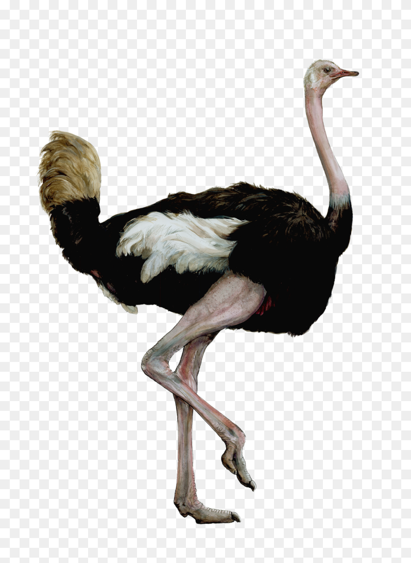 1000x1399 Bird Heights Ericktoussaint - Ostrich PNG