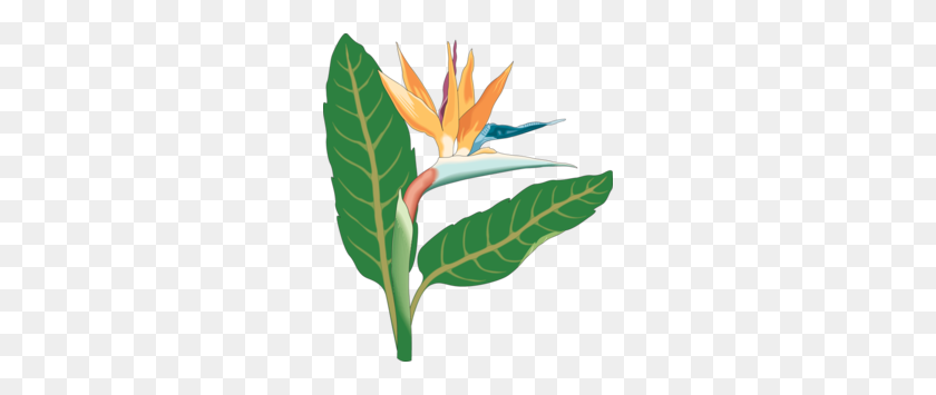 260x295 Bird Of Paradise Flower Clipart - Quetzal Clipart