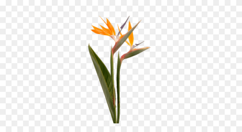 400x400 Bird Of Paradise Flowers In A Vase Transparent Png - Flower Vase PNG
