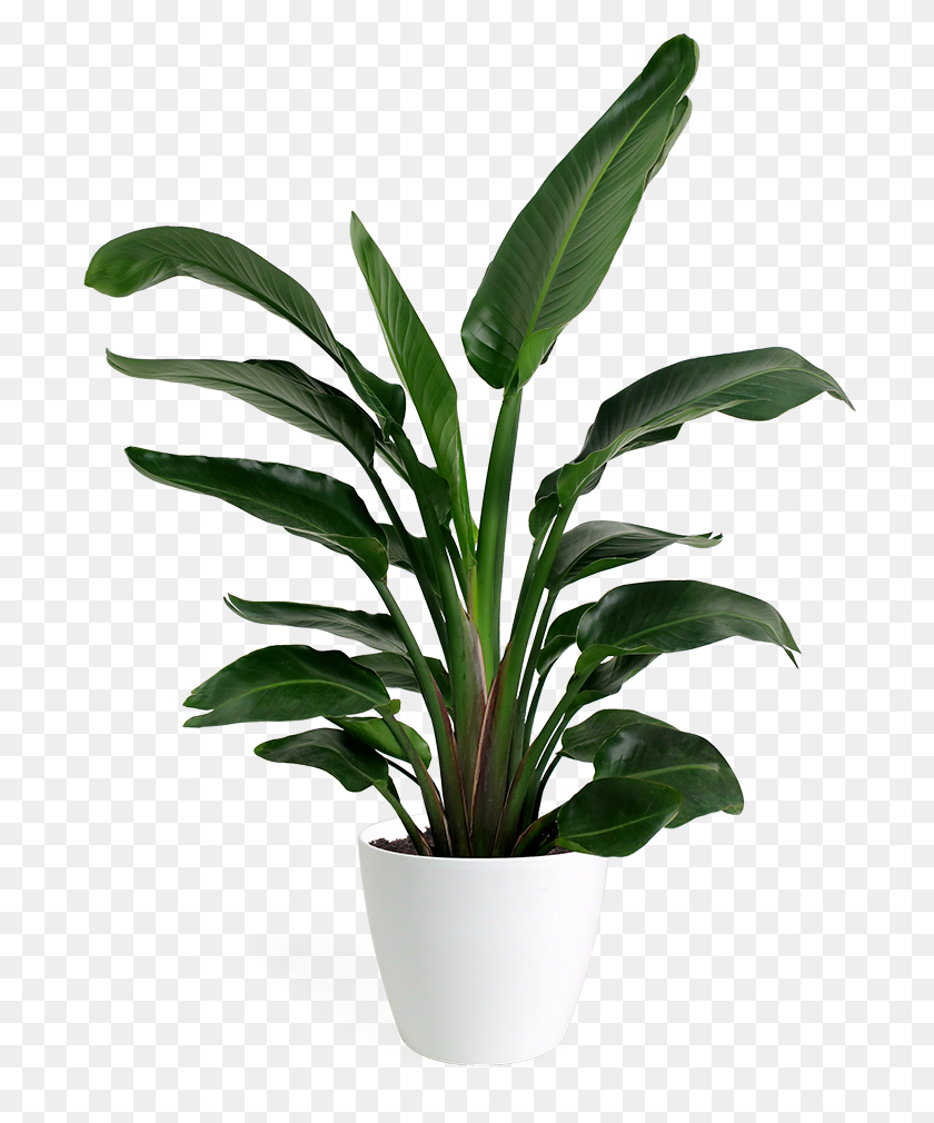 Flowering Plant Houseplant Indoor Plants Nature Potted Plant
