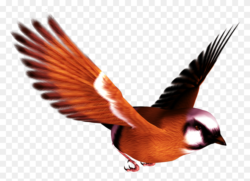 1200x844 Bird Png - Bird Wings PNG
