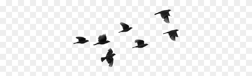 353x194 Bird Png - Flock Of Birds PNG