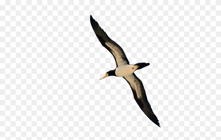 2346x1422 Pájaro Png - Gaviota Volando Clipart