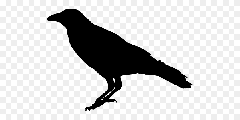 511x360 Bird Raven - Raven PNG