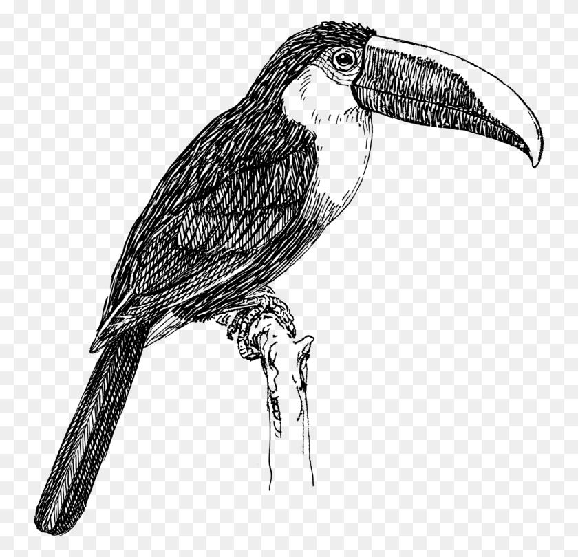 742x750 Bird White Throated Toucan Drawing Line Art - Toucan Clipart Black And White