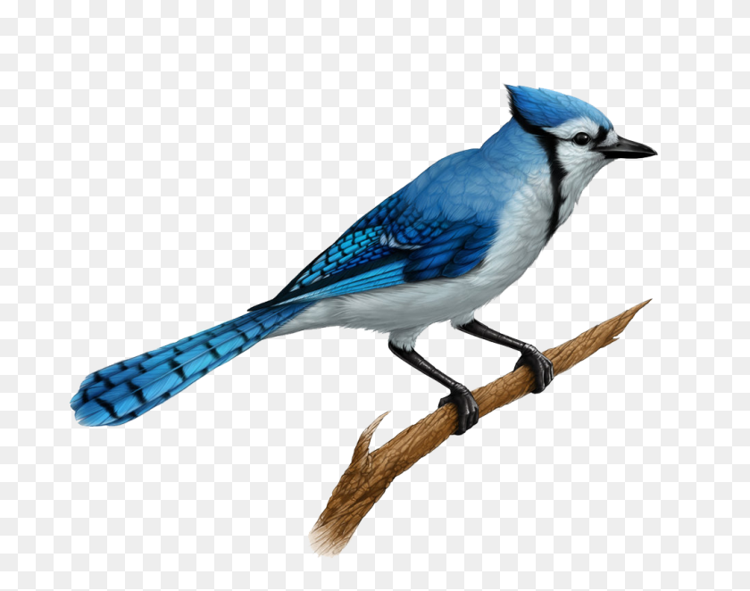 1017x786 Las Aves Y Los Animales Blue Jay - Blue Jay Png
