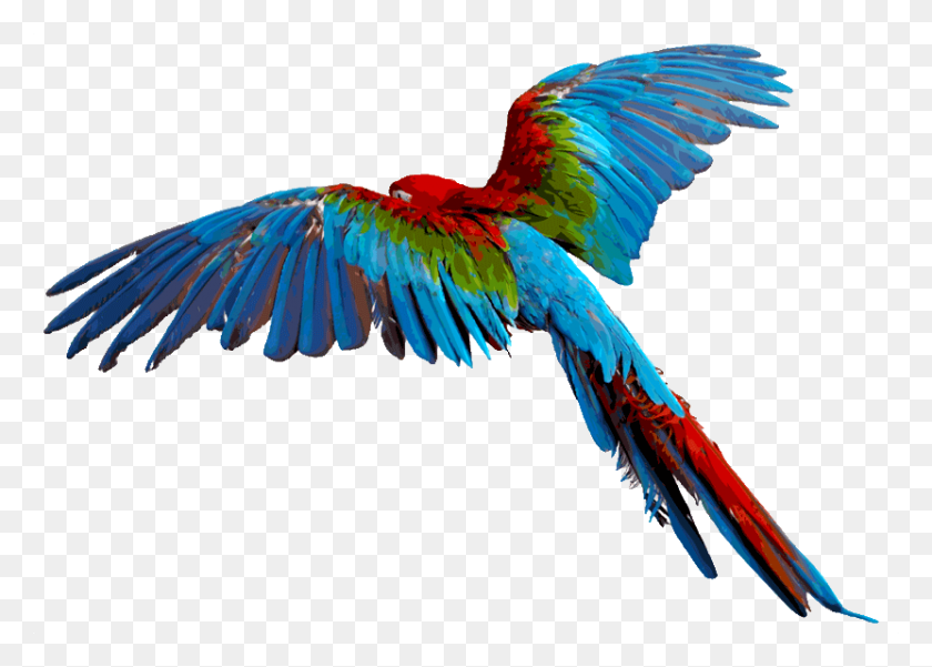 831x577 Птицы И Вещи С Крыльями Фрида Кало Вдохновение - Крылья Птицы Png