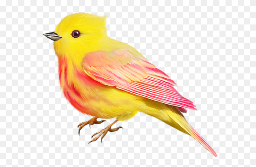 590x486 Aves Aves, Lindo Clipart - Canario Clipart