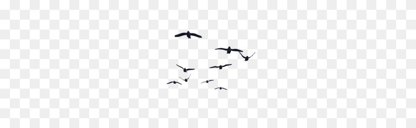 200x200 Pájaros Volando Png - Páginas Para Colorear Png