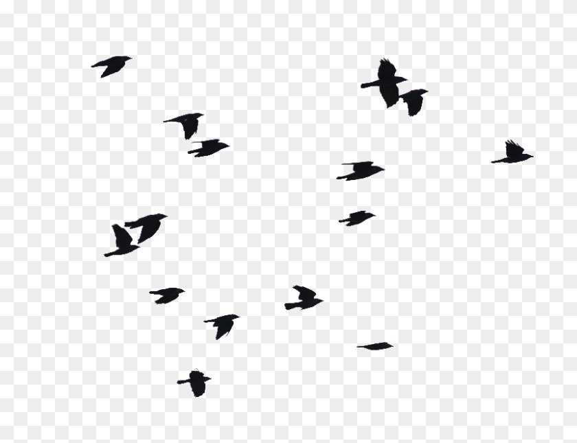 800x600 Birds Flying Png Image - Birds Flying PNG