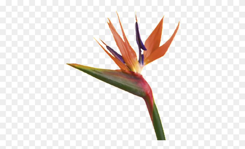 450x450 Birds Of Paradise Wholesale Tropical Flowers Miami Flower Market - Tropical Flowers PNG