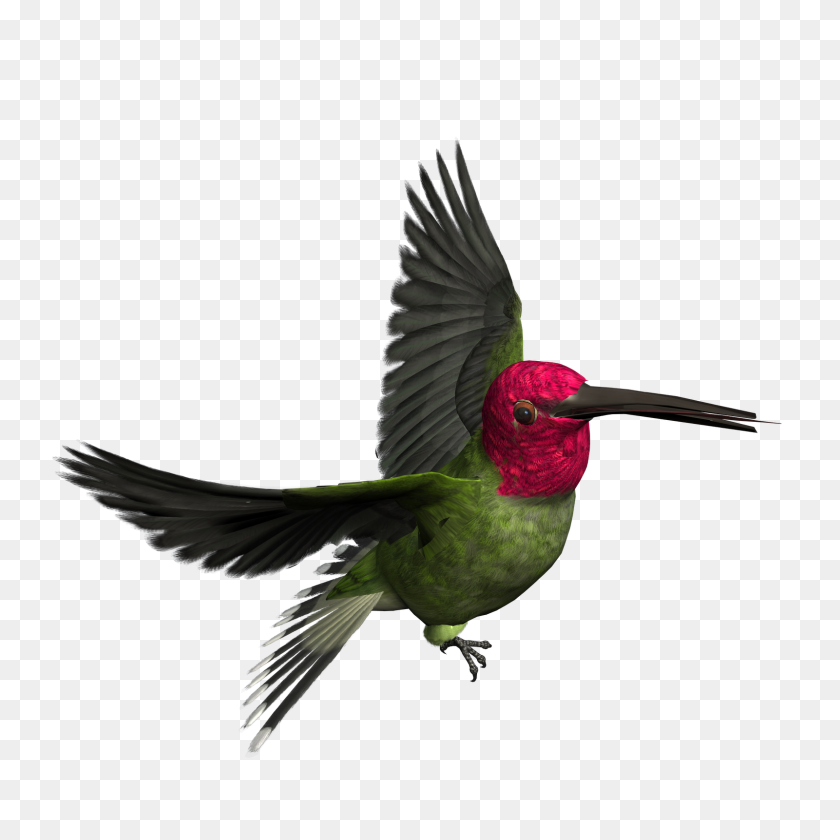 1600x1600 Aves Png