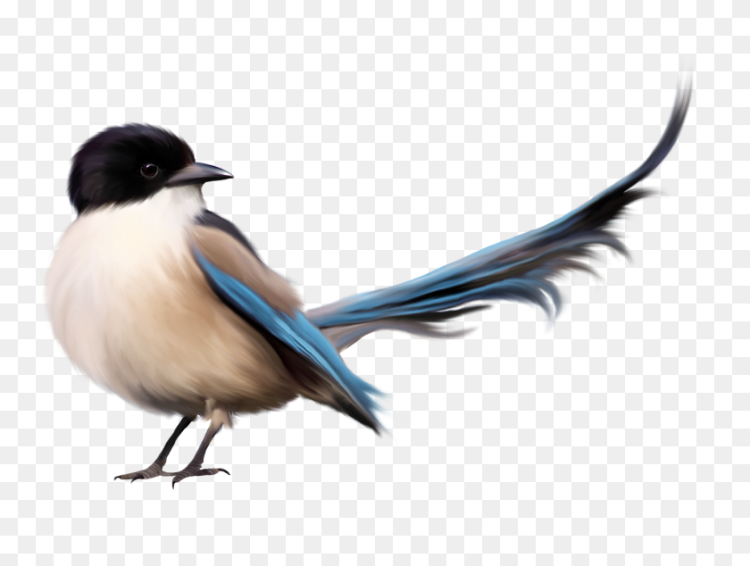 1395x1027 Aves Png / Aves Png