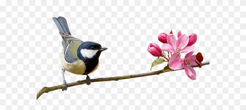 590x316 Aves Png