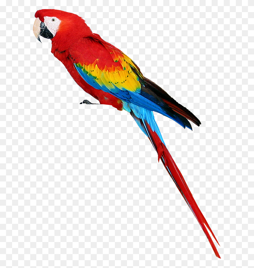 622x826 Birds Png In Parrot - Parakeet Clipart