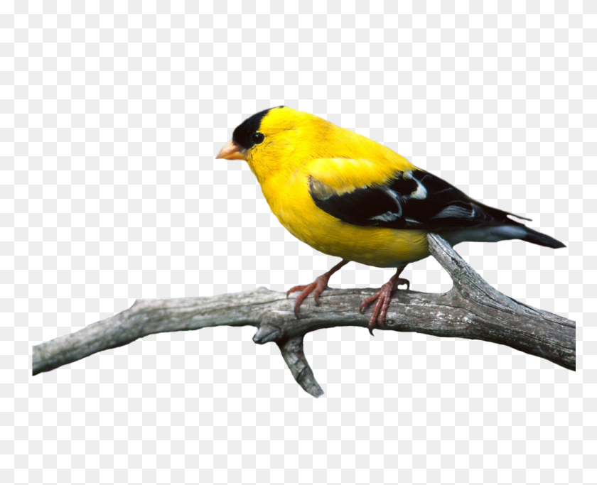 1024x819 Aves Png