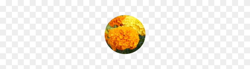 190x173 Цветы При Рождении И Их Значение - Бархатцы Png