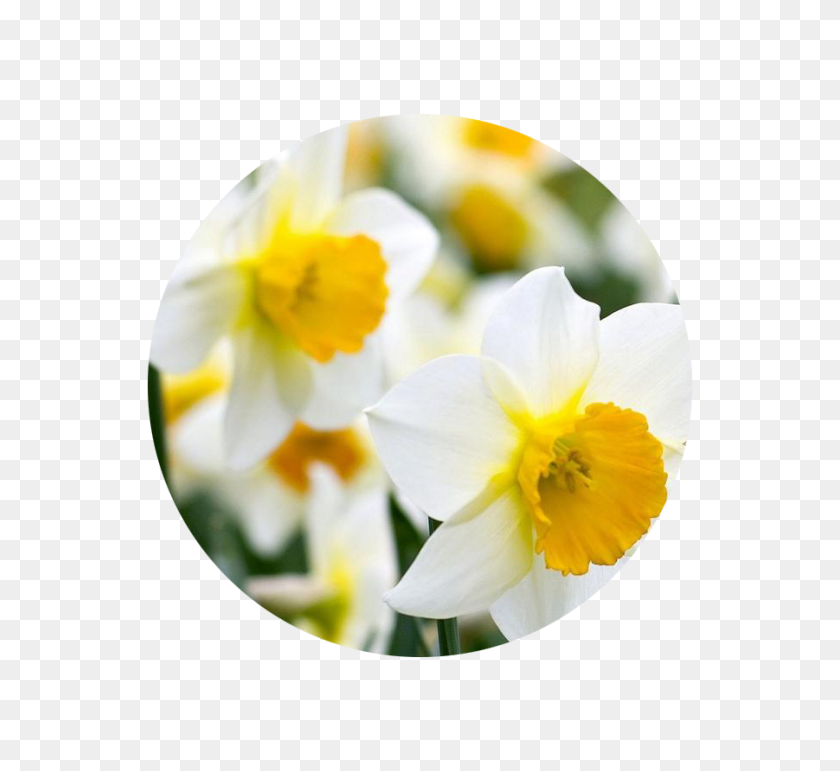 901x822 Flores Del Mes De Nacimiento Y Sus Significados - Crisantemo Png