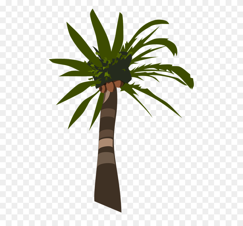 501x720 Bit Palm Tree Png For Free Download On Ya Webdesign - Palm Tree PNG Transparent