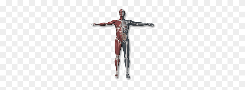 250x250 Bizarre Human Body Medical Facts You May Not Know Future Libraries - Human Body PNG