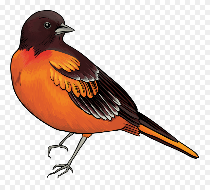 2500x2241 Black And Orange Bird Png Clipart - X Wing PNG