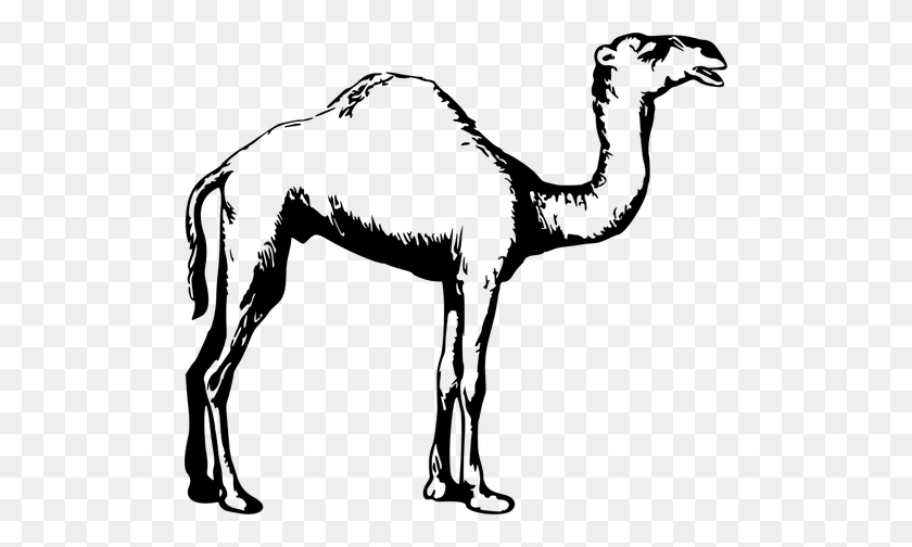 500x444 Ilustración De Camello Blanco Y Negro - Clipart De Animales De La Selva Blanco Y Negro