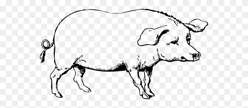 570x305 Black And White Clipart Of Pig - Cow Face Clipart Black And White