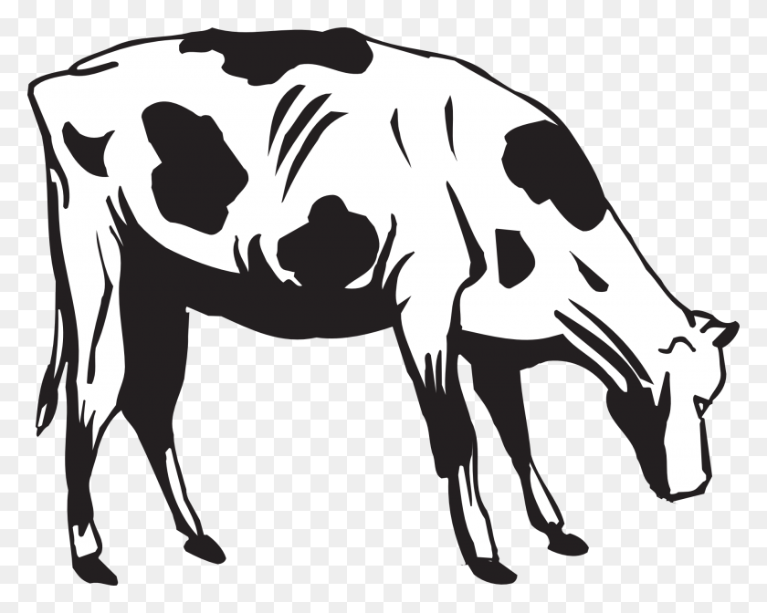 1920x1507 Black And White Drawing Of A Cow Eating Grass Free Image - Cows PNG