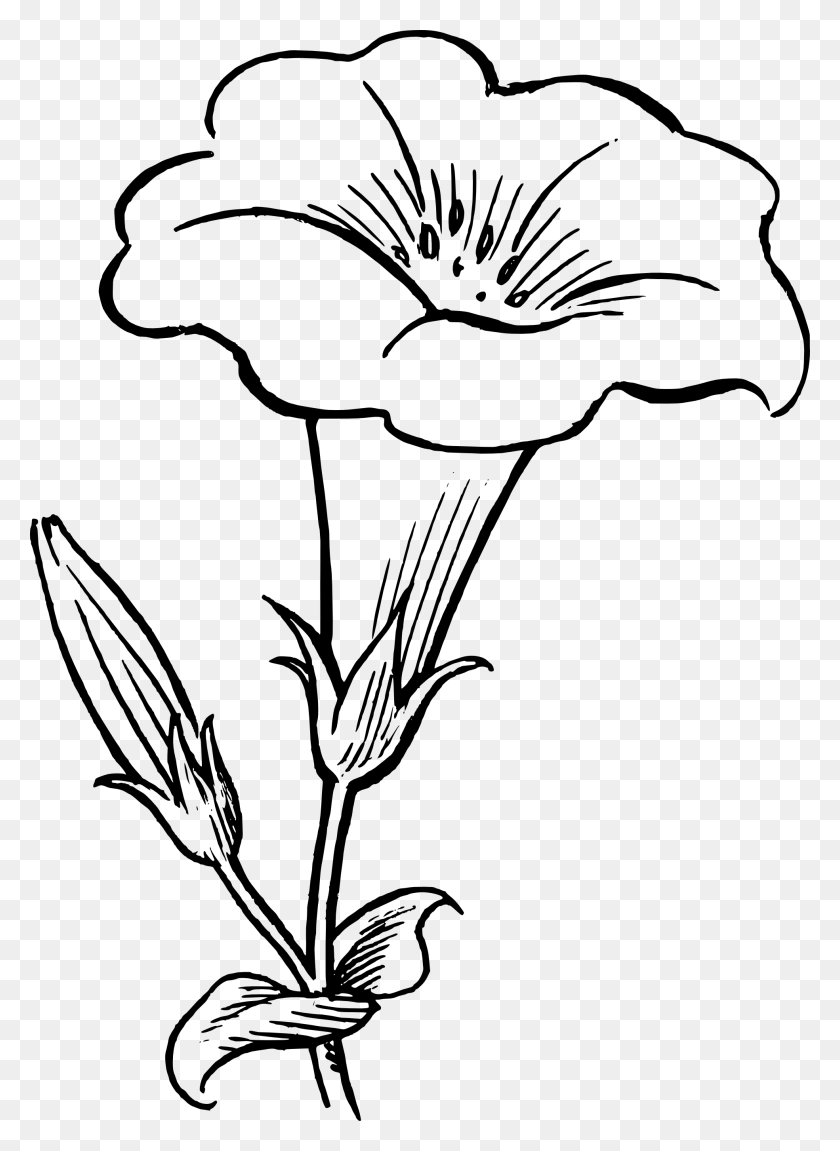 1969x2756 Black And White Flower Drawing - Flower Sketch PNG