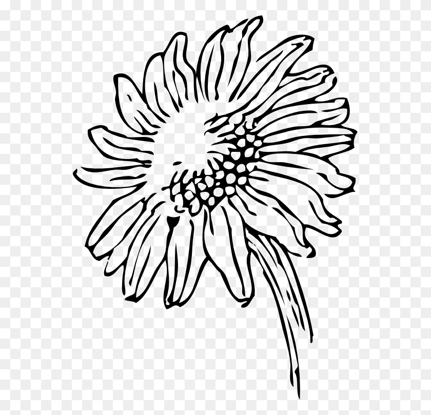 555x749 Black And White Sunflower Clip Art - Sunflower Clipart Black And White