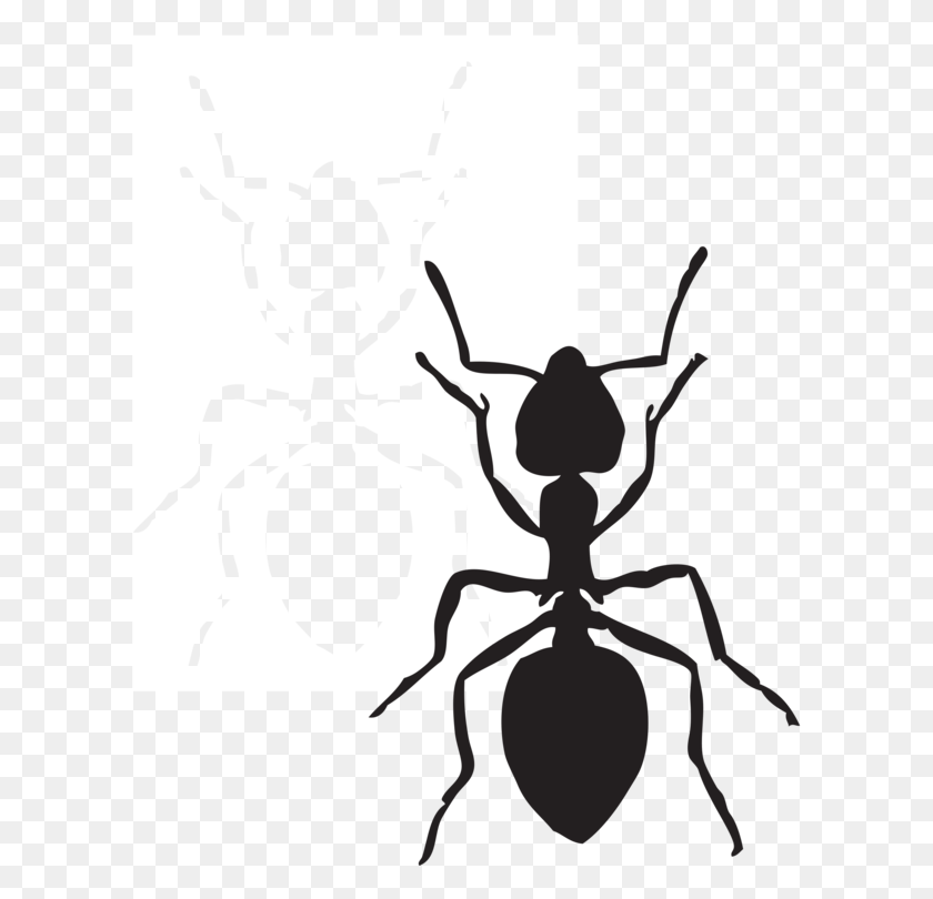 602x750 Black Carpenter Ant Insect Fire Ant Arthropod - Pest Control Clipart