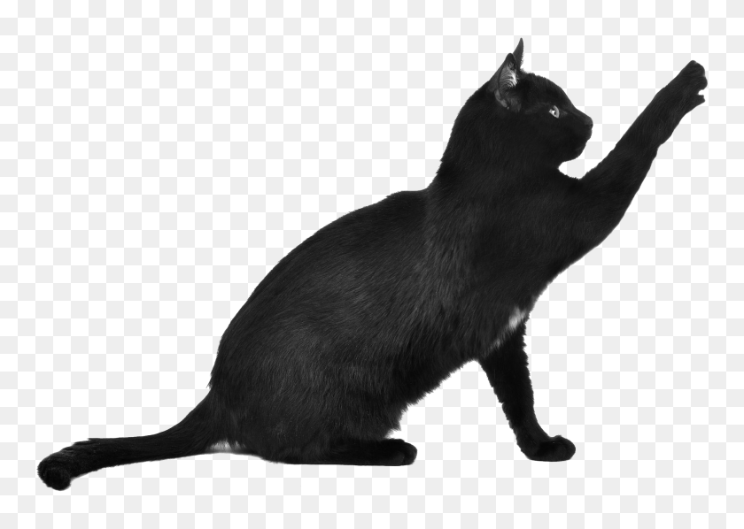 1916x1324 Black Cat Scratching Transparent Png - Cat PNG
